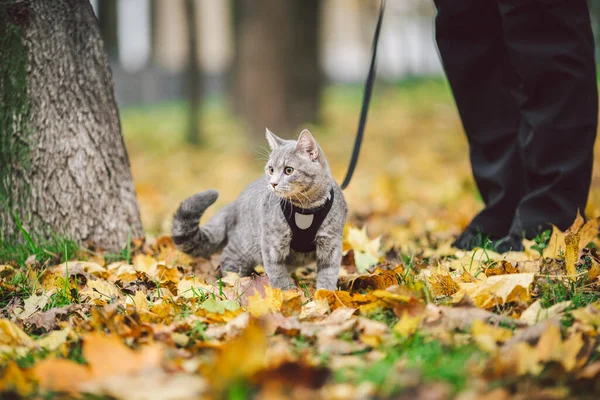 Aventuras de um gato cinza em uma coleira e seu dono masculino em folhas amarelas na floresta. Pernas de um proprietário de gato e um animal em um trenó em um passeio na natureza no outono. Gato usando arnês ao ar livre — Fotografia de Stock