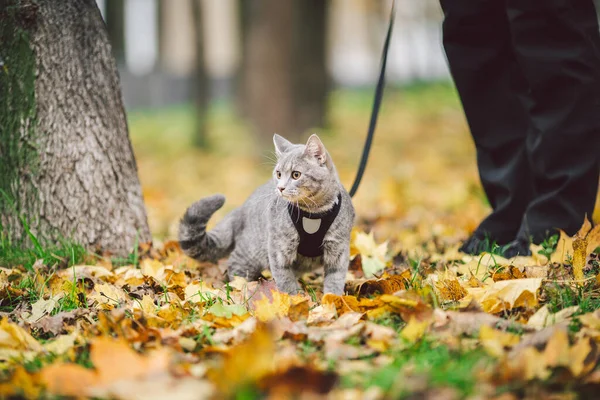 Närbild av benen på en manlig ägare och en grå katt i koppel i parken på hösten för en promenad. Tamkatt i gula blad i naturen. Katt på släde i skogen i höstväder med värden — Stockfoto