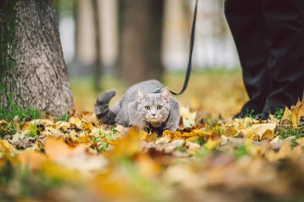 Aventuras de um gato cinza em uma coleira e seu dono masculino em folhas amarelas na floresta. Pernas de um proprietário de gato e um animal em um trenó em um passeio na natureza no outono. Gato usando arnês ao ar livre — Fotografia de Stock