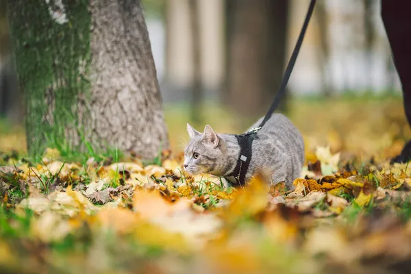 Close-up das pernas de um proprietário masculino e um gato cinza em uma coleira no parque no outono para um passeio. Gato doméstico em folhas amarelas na natureza. Gato em um trenó na floresta em tempo de outono com o anfitrião — Fotografia de Stock