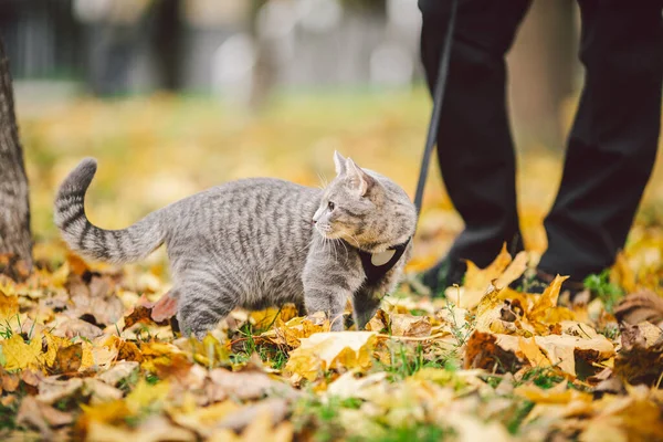 Aventuras de um gato cinza em uma coleira e seu dono masculino em folhas amarelas na floresta. Pernas de um proprietário de gato e um animal em um trenó em um passeio na natureza no outono. Gato usando arnês ao ar livre — Fotografia de Stock