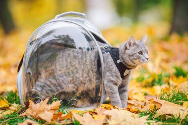 Sarı yapraklı iskele deliğiyle sırt çantasında gri bir kedi. Evcil kedi ormanda sonbaharda şeffaf sırt çantasından dışarı bakar. Hayvan taşımak için sırt çantası. Evcil hayvan dostu kavramı. Sonbahar mevsimi.