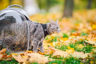 Sarı yapraklı iskele deliğiyle sırt çantasında gri bir kedi. Evcil kedi ormanda sonbaharda şeffaf sırt çantasından dışarı bakar. Hayvan taşımak için sırt çantası. Evcil hayvan dostu kavramı. Sonbahar mevsimi.