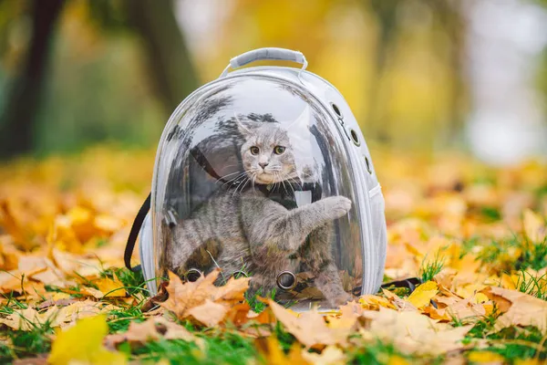 Domestic gray cat in a harness and a leash next to a transparent backpack carrying for pets in the autumn park in yellow leaves. Nature walk theme with a pet in a backpack with a porthole.
