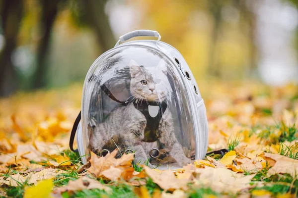 Gatto Grigio Domestico Con Imbracatura Guinzaglio Accanto Uno Zaino Trasparente — Foto Stock