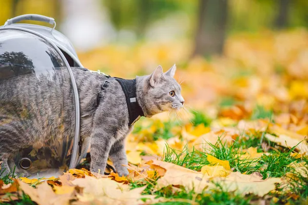 Gray cat in a transparent backpack carrying in autumn park in yellow leaves. Traveling with pets concept. Animal care, pets theme. Cute cat travels in capsule. Cat with leash with porthole carrying.