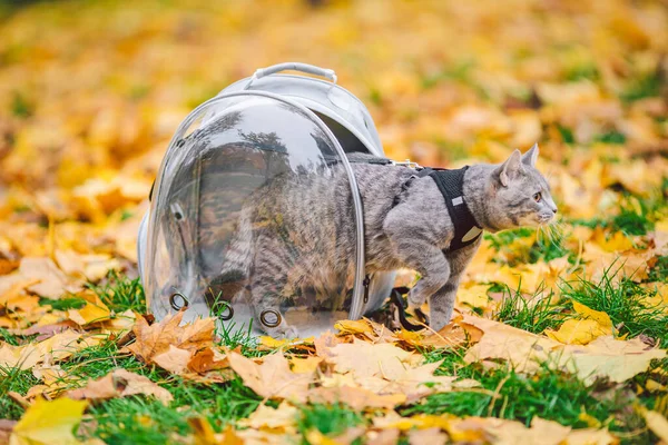 Gray cat in backpack with porthole in yellow leaves. Domestic cat looks out window of transparent backpack in fall in forest. Backpack for carrying animals. Pet friendly concept. Autumn season.