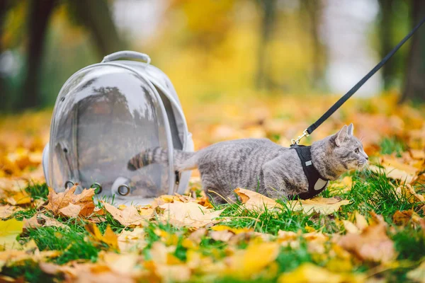 Gray Cat Transparent Backpack Carrying Autumn Park Yellow Leaves Traveling — Stock Photo, Image