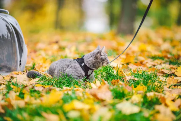 Gato Cinzento Mochila Com Pórtico Folhas Amarelas Gato Doméstico Olha — Fotografia de Stock