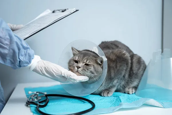 Close up of cat with an Elizabethan veterinary collar on veterinary examination table. Woman doctor in medical uniform with white gloves examines cat. Pet care concept, veterinary, healthy animals.