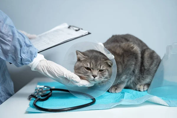 Close up of cat with an Elizabethan veterinary collar on veterinary examination table. Woman doctor in medical uniform with white gloves examines cat. Pet care concept, veterinary, healthy animals.