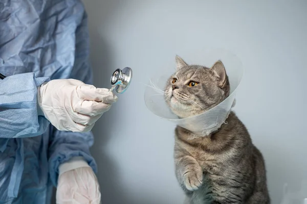 宠物的兽医和医学主题 一名无法辨认的医生在动物保健诊所的桌子上动手术后 检查了一只戴着防护项圈的苏格兰灰猫 — 图库照片