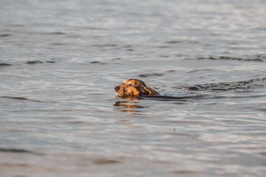 Yaşlı kahverengi bir dachshund köpeği nehirde yüzer. Köpek gölette serinliyor. Hayvan gölde yüzüyor. Dachshund yazın gölette yüzer. Etkin sağlık köpeği.
