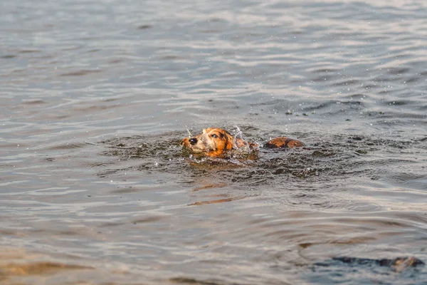 川では古い茶色のダックスフントの犬が泳いでいる 犬は池で冷えている ペットは湖で泳いでいる 夏には池で泳ぐダックスフント アクティブな健康犬 — ストック写真