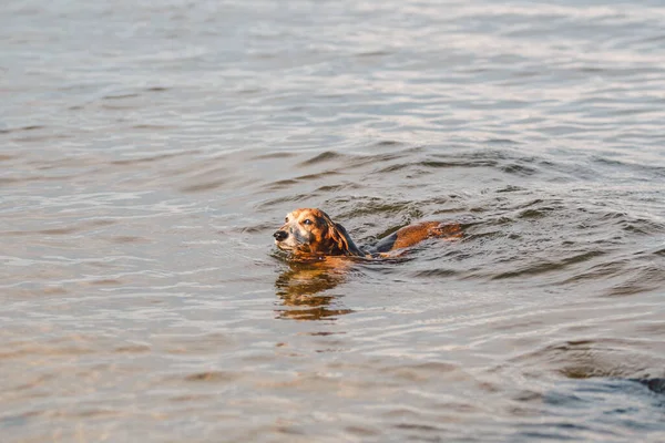 夏に川で繁殖する短い髪の茶色のダックスフントの小さな高齢者の犬が泳ぐ ペットアクティビティ ビーチバケーション 湖での犬の水泳 夏は暑い 犬は熱く 犬は水で冷却する — ストック写真