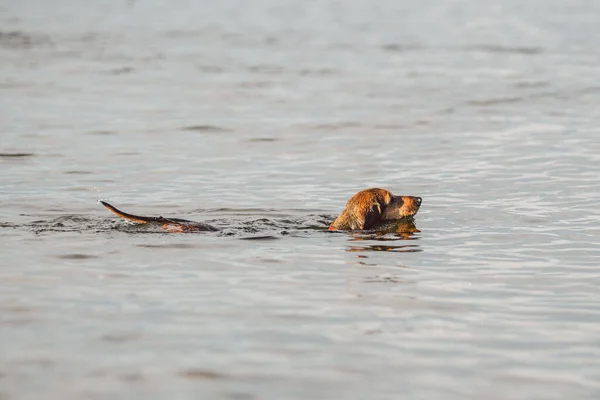 Old Brown Dachshund Dog Swims River Dog Cooling Pond Pet — Stock Photo, Image