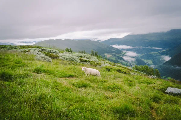Ovejas Granja Montaña Día Nublado Paisaje Noruego Con Ovejas Pastando — Foto de Stock