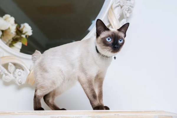 Dois Gatos Cor Sem Cauda Mekong Bobtail Raça Com Jóia — Fotografia de Stock