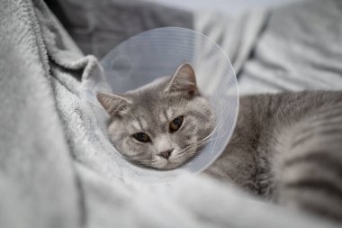 Yurtiçi gri İngiliz Shorthair kedisi. Ameliyattan sonra evde, kanepede turuncu gözlü koruyucu yakalı. Konu tıp ve evcil hayvanların korunması. Kedi hadım edildikten sonra dinleniyor..