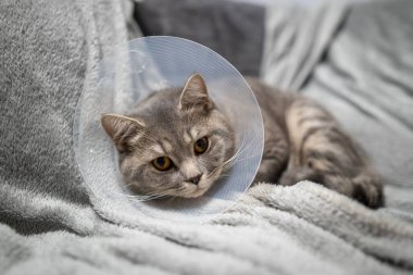 Yorgun kedi, evde koltukta geçirdiği ameliyattan sonra veteriner konisiyle dinleniyor. Hayvan sağlığı konsepti. Ameliyat sonrası kedi iyileşme sürecinden ya da E-Collar 'dan sonra. Elizabeth dönemi Yakası.