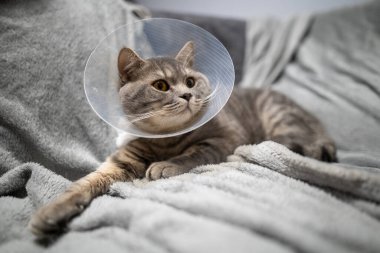 Yorgun kedi, evde koltukta geçirdiği ameliyattan sonra veteriner konisiyle dinleniyor. Hayvan sağlığı konsepti. Ameliyat sonrası kedi iyileşme sürecinden ya da E-Collar 'dan sonra. Elizabeth dönemi Yakası.