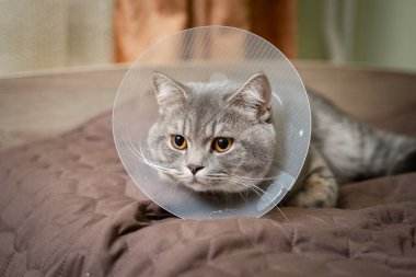 Evcil hayvan tasması takan hasta gri İskoç heteroseksüel kedi evde yalamaktan kaçınmak için Elizabeth dönemi yakası takıyor. Kanepede geçirdiği ameliyattan sonra kafasına plastik koni takan İngiliz kedisi..