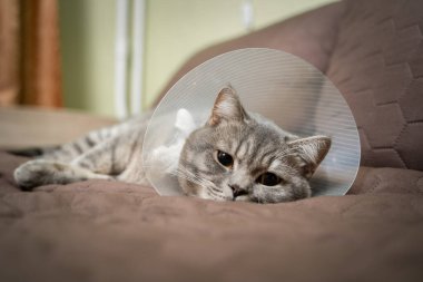 Yorgun kedi, evde koltukta geçirdiği ameliyattan sonra veteriner konisiyle dinleniyor. Hayvan sağlığı konsepti. Ameliyat sonrası kedi iyileşme sürecinden ya da E-Collar 'dan sonra. Elizabeth dönemi Yakası.
