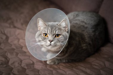 Ameliyattan sonra düz kulaklı gri bir İskoç kedisi evde üzgün bir şekilde kanepede yatıyor. Evdeki yaraları sarmak için Elizabeth dönemi veterineri tasmalı yorgun İngiliz cins kedi.