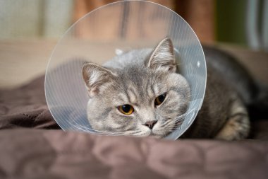 Yorgun kedi, evde koltukta geçirdiği ameliyattan sonra veteriner konisiyle dinleniyor. Hayvan sağlığı konsepti. Ameliyat sonrası kedi iyileşme sürecinden ya da E-Collar 'dan sonra. Elizabeth dönemi Yakası.