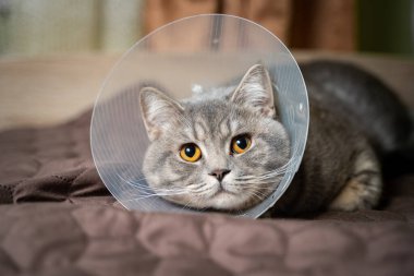 Yorgun kedi, evde koltukta geçirdiği ameliyattan sonra veteriner konisiyle dinleniyor. Hayvan sağlığı konsepti. Ameliyat sonrası kedi iyileşme sürecinden ya da E-Collar 'dan sonra. Elizabeth dönemi Yakası.