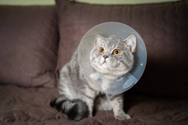 Yurtiçi gri İngiliz Shorthair kedisi. Ameliyattan sonra evde, kanepede turuncu gözlü koruyucu yakalı. Konu tıp ve evcil hayvanların korunması. Kedi hadım edildikten sonra dinleniyor..