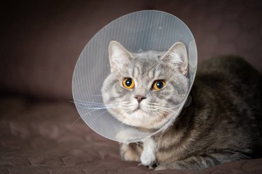Yorgun kedi, evde koltukta geçirdiği ameliyattan sonra veteriner konisiyle dinleniyor. Hayvan sağlığı konsepti. Ameliyat sonrası kedi iyileşme sürecinden ya da E-Collar 'dan sonra. Elizabeth dönemi Yakası.