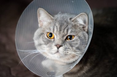 Yorgun kedi, evde koltukta geçirdiği ameliyattan sonra veteriner konisiyle dinleniyor. Hayvan sağlığı konsepti. Ameliyat sonrası kedi iyileşme sürecinden ya da E-Collar 'dan sonra. Elizabeth dönemi Yakası.