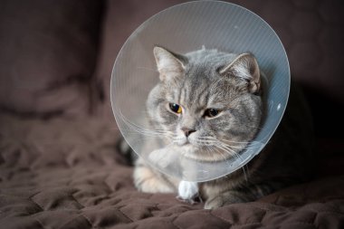 Ameliyattan sonra düz kulaklı gri bir İskoç kedisi evde üzgün bir şekilde kanepede yatıyor. Evdeki yaraları sarmak için Elizabeth dönemi veterineri tasmalı yorgun İngiliz cins kedi.
