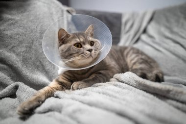 Ameliyattan sonra düz kulaklı gri İskoç kedisi evde kanepede üzgün yatıyor. Evdeki yaraları sarmak için Elizabeth dönemi veterineri tasmalı yorgun İngiliz cins kedi..