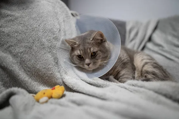 Kranke Graue Scottish Straight Rasse Katze Trägt Haustier Medizinischen Halsband — Stockfoto