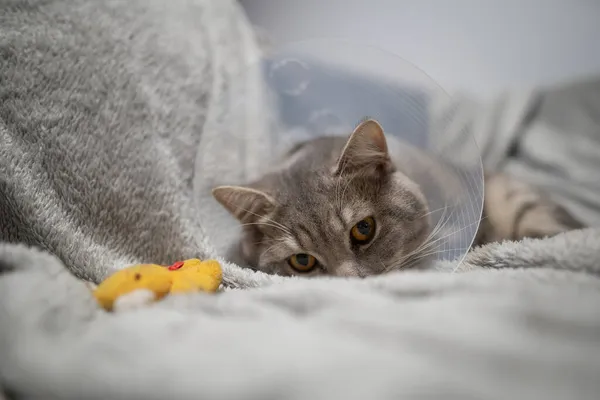 Müde Katze Grau Scottish Straight Rasse Ruht Mit Tierärztlichen Kegel — Stockfoto
