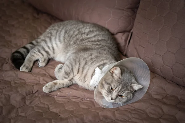 Gray Scottish Straight Eared Cat Platsik Veterinary Collar Surgery Lies — Stock Photo, Image