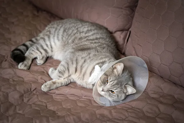 Tired Cat Gray Scottish Straight Breed Resting Veterinairy Cone Surgery — Stock Photo, Image