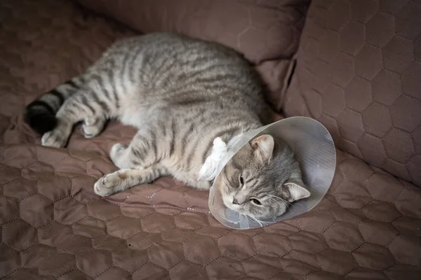 Doente Cinza Escocês Raça Reta Gato Vestindo Animal Estimação Colarinho — Fotografia de Stock