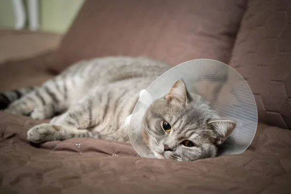 Tired cat gray Scottish Straight breed resting with veterinairy cone after surgery at home on the couch. Animal healthcare concept. After surgery cat\'s recovery in or E-Collar. Elizabethan Collar.