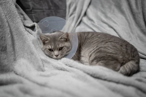 Gray Scottish Straight Eared Cat Platsik Veterinary Collar Surgery Lies — Stock Photo, Image