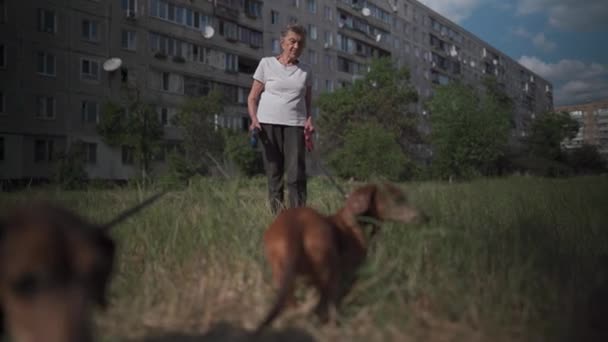 90-year-old gray-haired senior woman walks two dachshund dogs on grass near a Soviet-built house. USSR old house and old woman with dogs for a walk. Typical Soviet apartment blocks and the old lady — Stock Video