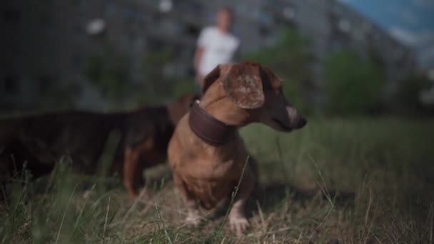 Two old brown-colored dogs of the Dachshund breed on a walk with a senior woman hostess near an old panel house of Soviet union construction. Grandmother with dogs. Pets and old lady on a walk — Stockvideo