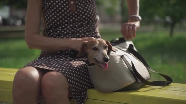 A mature woman sits on a bench in a city park with a dachshund dog holding it in her arms and hugging. Happy elderly woman sitting with dog on bench in summer park. Rest with a pet — Stock Video