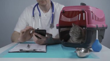 Erkek veteriner doktor, klinikteki hayvan muayene masasında otururken akıllı telefon kullanır. Üzerinde İskoç Heteroseksüel genç bir kedinin olduğu bir kutu bulunur. Sağlık ve hayvan bakımı teması