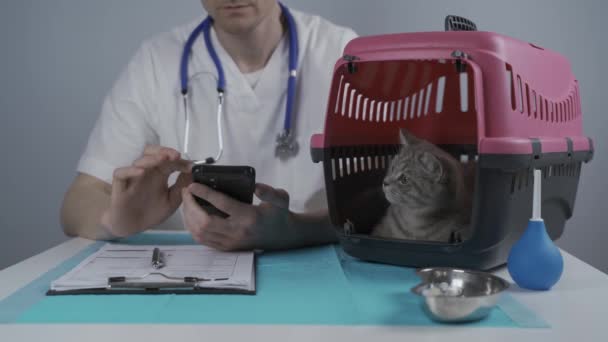 Manlig veterinär läkare använder smartphone medan du sitter vid ett djur undersökningsbord på kliniken, där det finns bär låda med unga grå katt av skotsk Rak ras. Tema hälsa och husdjursvård — Stockvideo