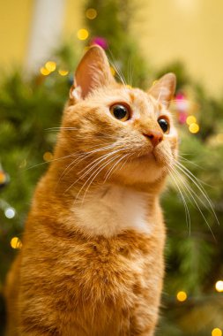 Güzel kırmızı-beyaz bir kedi Noel ağacının altındaki bir yatak örtüsünde oturuyor. Yılbaşı gecesinde. Evcil hayvan temalı Noel arifesi evi. Evdeki çam ağacının altında battaniyenin üstünde kedi.