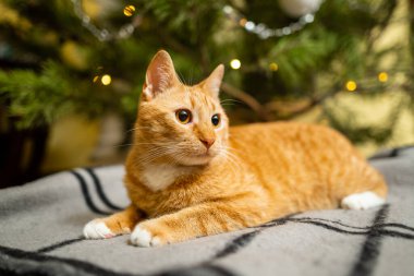 Noel ağacının altında kızıl kedi. Noel ve Yeni Yıl konsepti. Yeni yıl ve Noel arifesi için doğal şenlikli ladin ve çam ağacının altında komik bir hayvan. Yeni yıl kutlamaları için dekorasyonlarla dolu rahat bir ev..