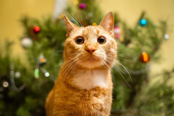 Ingwerkatze Unter Dem Weihnachtsbaum Weihnachten Und Neujahr Lustiges Haustier Unter — Stockfoto